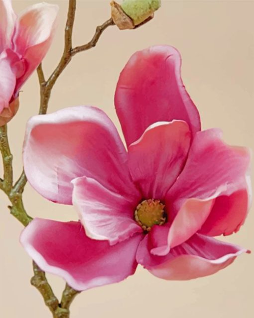pink-magnolia-paint-by-numbers-1