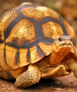 Ploughshare Tortoise Animal Paint By Numbers