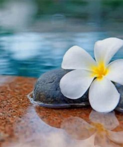 Plumeria in Water Paint By Numbers