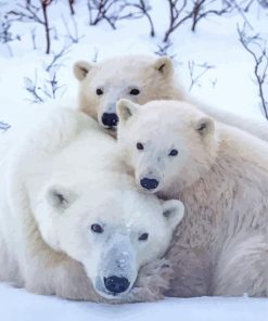 Polar Bear Mother Wildlife Paint By Numbers