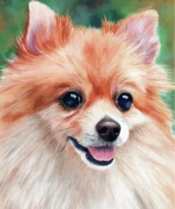Pomeranian Dog Paint By Numbers