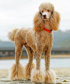 Poodle Dog Art Paint By Numbers