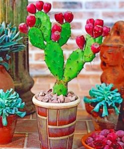 Prickly Pear Cactus Plant Paint By Numbers