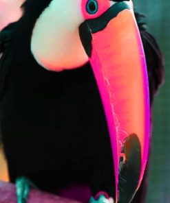 Puffin Bird Wonders Paint By Numbers