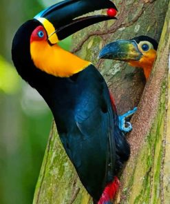 Puffin Wildlife Paint By Numbers