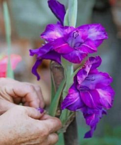 Purple Irises Flower Paint By Numbers