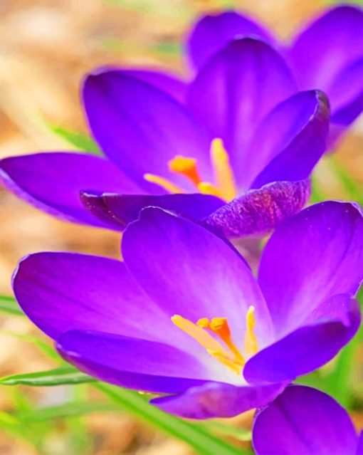 purple-flowers-paint-by-numbers