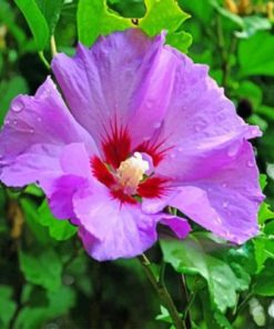 Purple Hibiscus Plant Paint By Numbers
