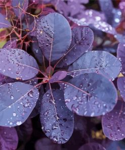 Purple Leaves Art Kit Paint By Numbers