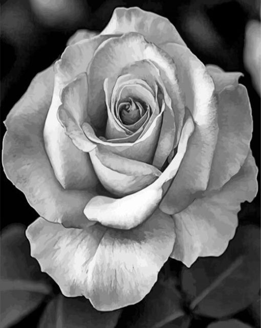 realistic-roses-black-and-white-paint-by-number-1