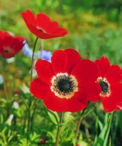 Red Anemone Plants Paint By Numbers