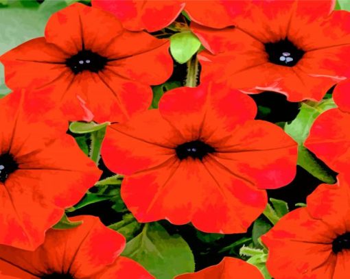 red-Petunia-paint-by-number