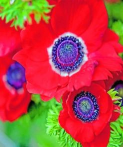 Red Anemone Plants Paint By Numbers