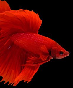 Red Betta Fish Art Kit Paint By Numbers