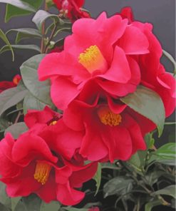 Pink Camellia Flowers Paint By Numbers