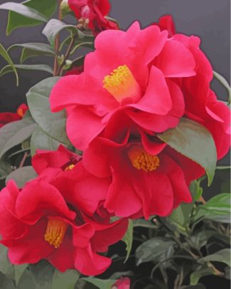 Pink Camellia Flowers Paint By Numbers