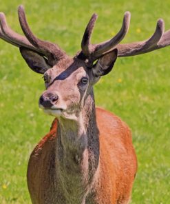 Majestic Red Deer Paint By Numbers
