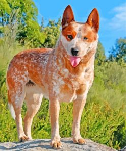 Blue Heeler Dog Paint By Numbers
