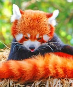 Red Panda Cubs Paint By Numbers