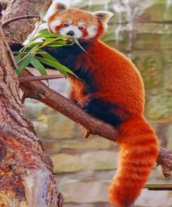 Red Panda on Branch Paint By Numbers