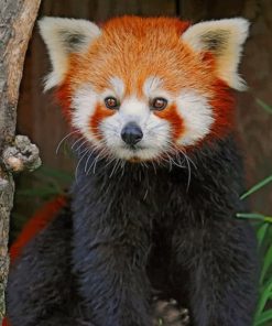 Adorable Red Panda Paint By Numbers