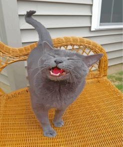Russian Blue Cat Painting Paint By Numbers