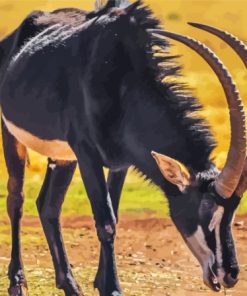 Majestic Sable Antelope Paint By Numbers
