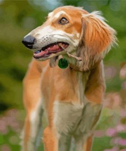 Saluki Dog Paint By Numbers