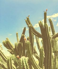 San Pedro Cactus Sky Paint By Numbers