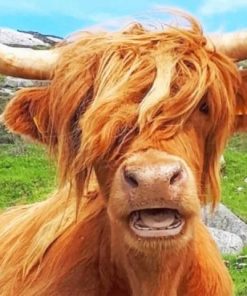 Highland Cow Animals Paint By Numbers
