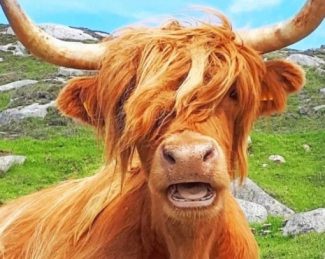 Highland Cow Animals Paint By Numbers