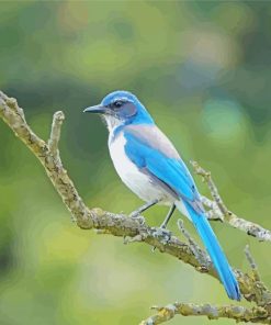 California Scrub Jays on Tree Paint By Numbers