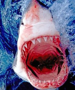 Shark Seascapes Danger Paint By Numbers