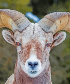 Bighorn Sheep Wildlife Paint By Numbers