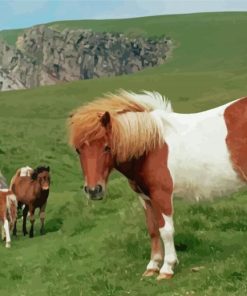 Majestic Shetland Pony Paint By Numbers