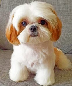Shih Tzu Puppy Paint By Numbers