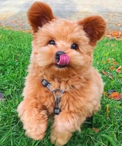 Shih Tzu Pet Companion Paint By Numbers