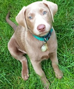 Silver Labrador Fun Paint By Numbers