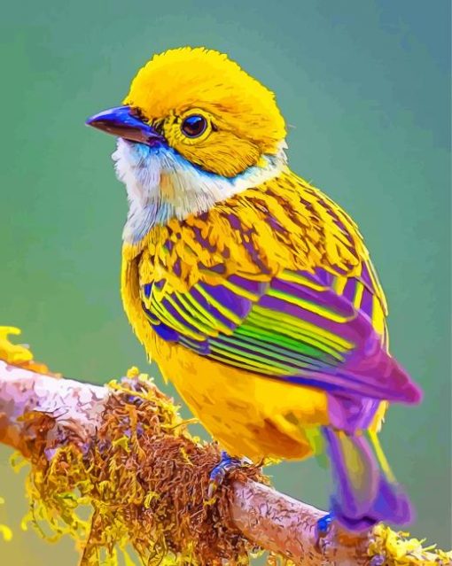 silver-throated-tanager-Bird-paint-by-numbers