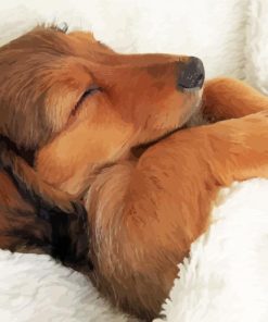 Sleeping Dog Artistry Paint By Numbers