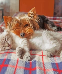 Sleeping Dog and Cat Paint By Numbers