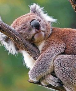 Sleepy Koala Animal Paint By Numbers