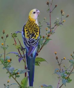 Small Parrot Birds Paint By Numbers