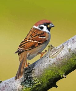 Sparrow in Tree Paint By Numbers