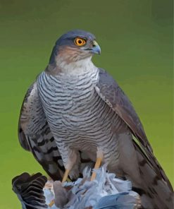 Sparrowhawk Nature Scene Paint By Numbers