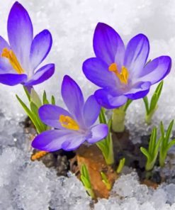 Spring Snowy Flowers Paint By Numbers