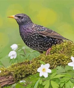 Stunning Starling Bird Paint By Numbers