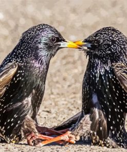 European Starling Paint By Numbers