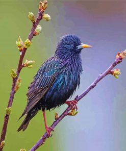 Starling Bird on Branch Paint By Numbers