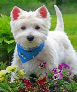 Westie Dog Companion Paint By Numbers